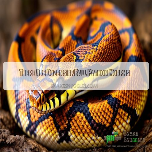 There Are Dozens of Ball Python Morphs