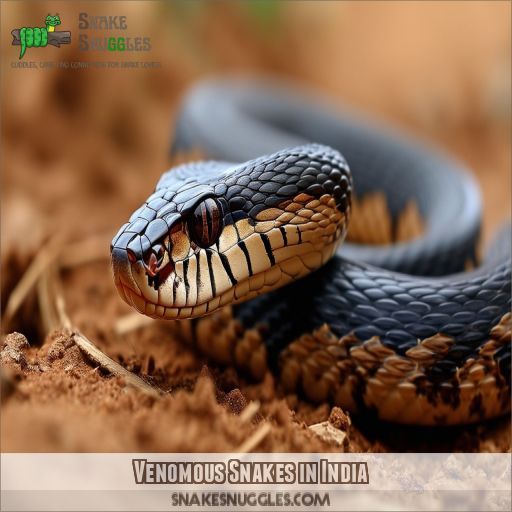 Venomous Snakes in India