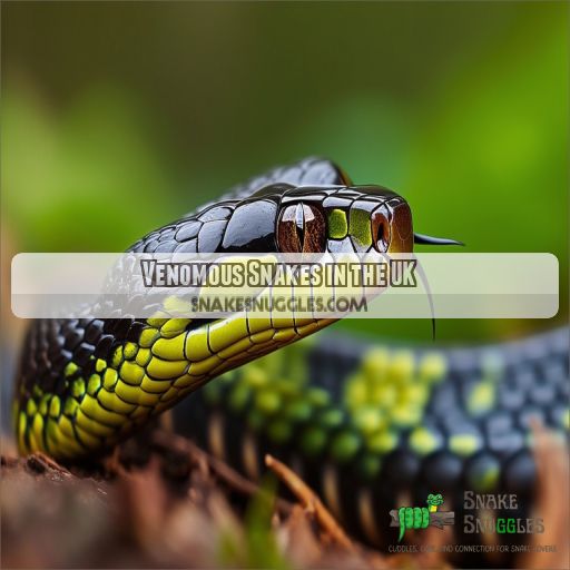 Venomous Snakes in the UK