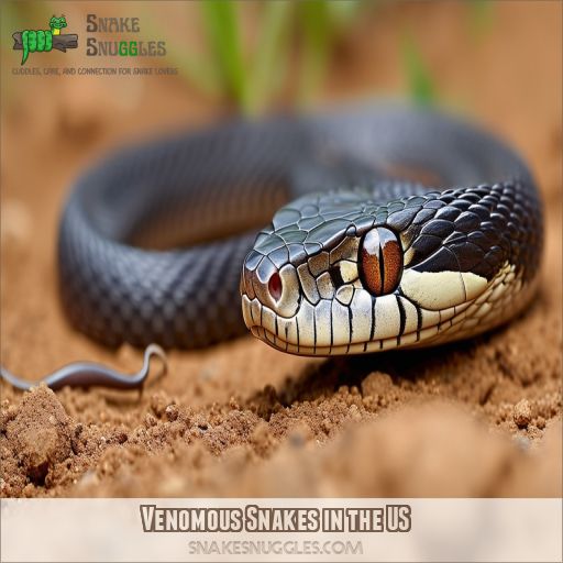 Venomous Snakes in the US