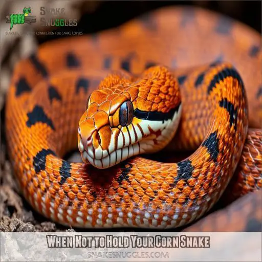 When Not to Hold Your Corn Snake