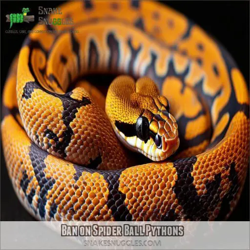 Ban on Spider Ball Pythons