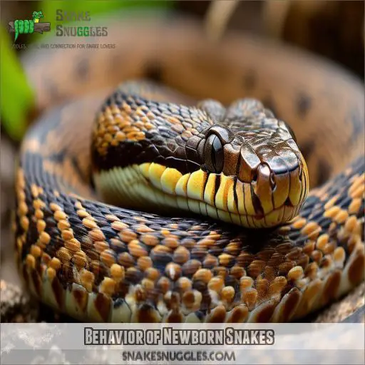 Behavior of Newborn Snakes