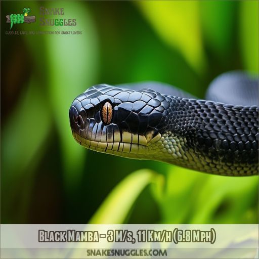 Black Mamba – 3 M/s, 11 Km/h (6.8 Mph)