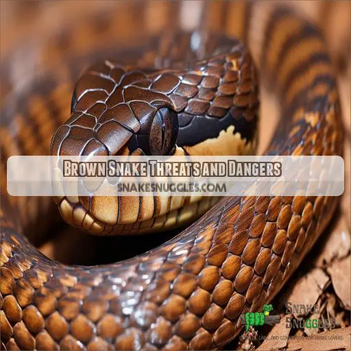 Brown Snake Threats and Dangers