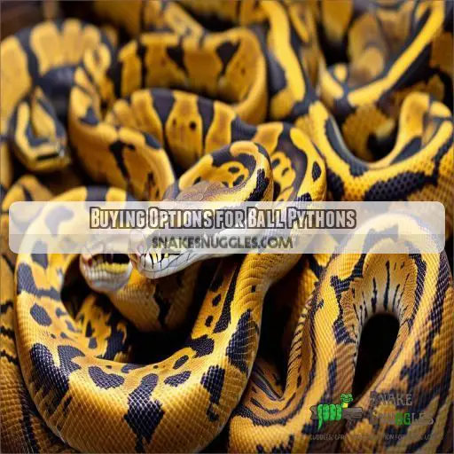 Buying Options for Ball Pythons