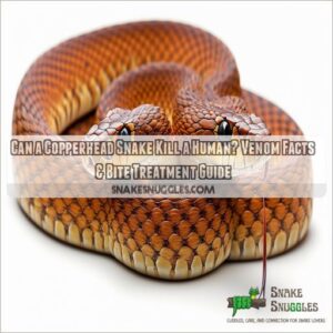 can a copperhead snake kill a human