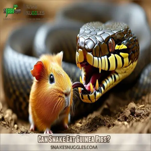 Can Snake Eat Guinea Pigs