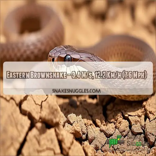 Eastern Brownsnake – 3.4 M/s, 12.2 Km/h (7.6 Mph)