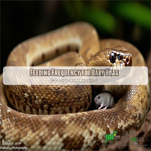 Feeding Frequency for Baby Boas