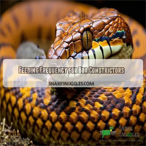 Feeding Frequency for Boa Constrictors