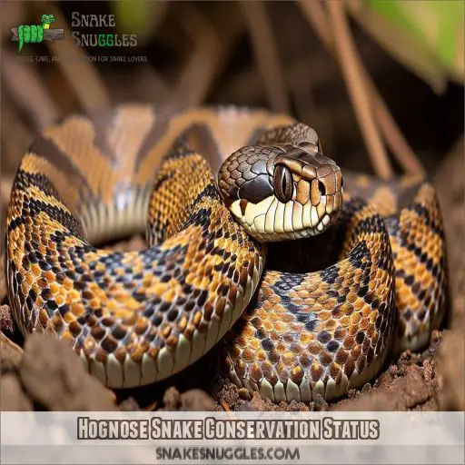 Hognose Snake Conservation Status