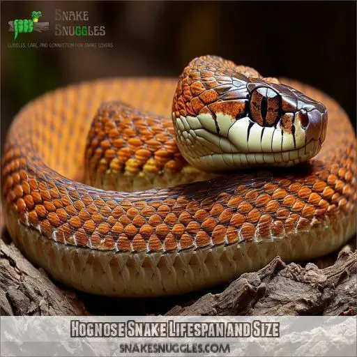 Hognose Snake Lifespan and Size