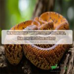 How Dangerous Boa Constrictor: Real Risks, Handling Tips & Safety Guide