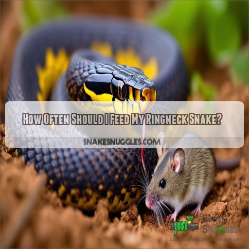 How Often Should I Feed My Ringneck Snake