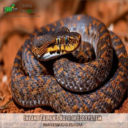 Inland Taipan