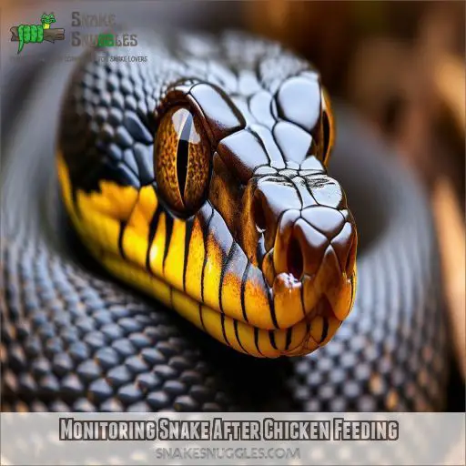 Monitoring Snake After Chicken Feeding