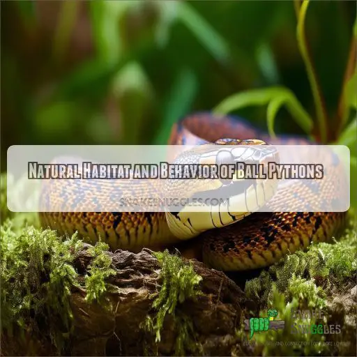 Natural Habitat and Behavior of Ball Pythons