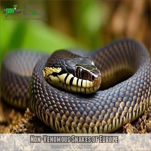 Non-Venomous Snakes of Europe