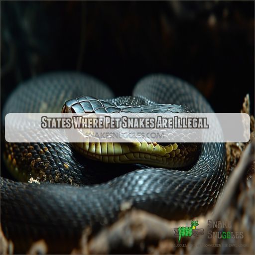 States Where Pet Snakes Are Illegal