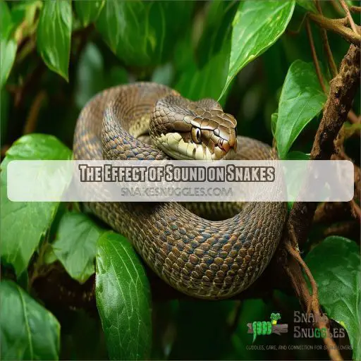 The Effect of Sound on Snakes