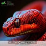 How Do Snakes Sense Temperature? Pit Organs Unveil Their Heat Vision Secret