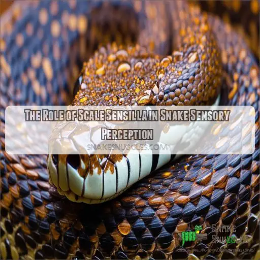 The Role of Scale Sensilla in Snake Sensory Perception