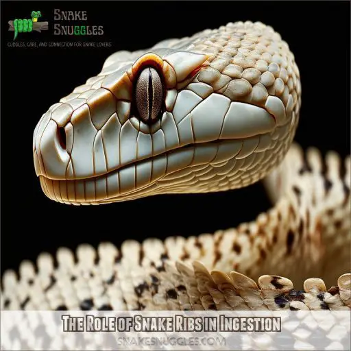 The Role of Snake Ribs in Ingestion