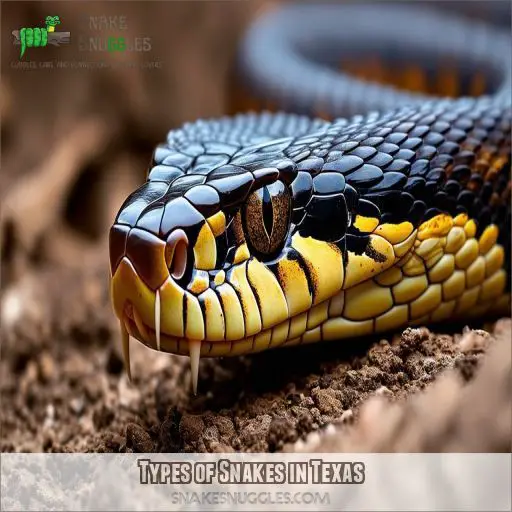 Types of Snakes in Texas