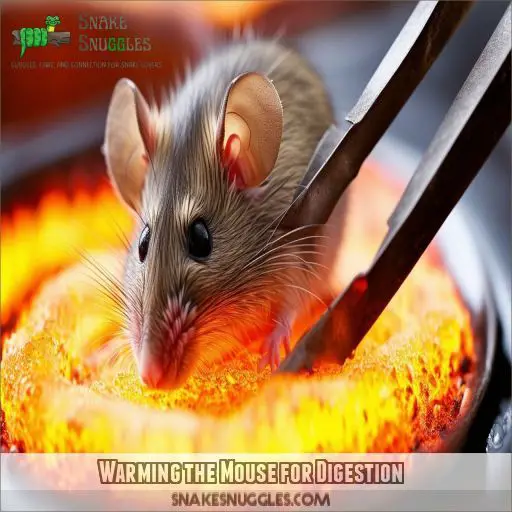 Warming the Mouse for Digestion