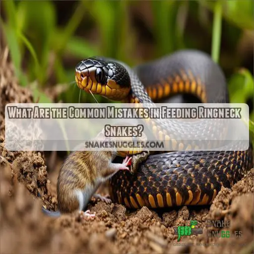 What Are the Common Mistakes in Feeding Ringneck Snakes