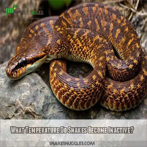 What Temperature Do Snakes Become Inactive