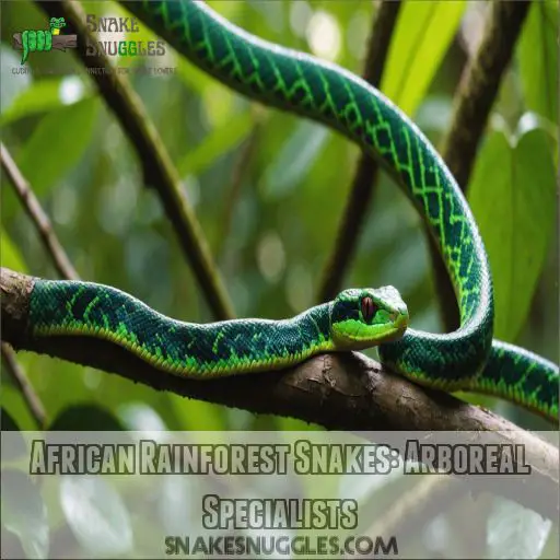 African Rainforest Snakes: Arboreal Specialists