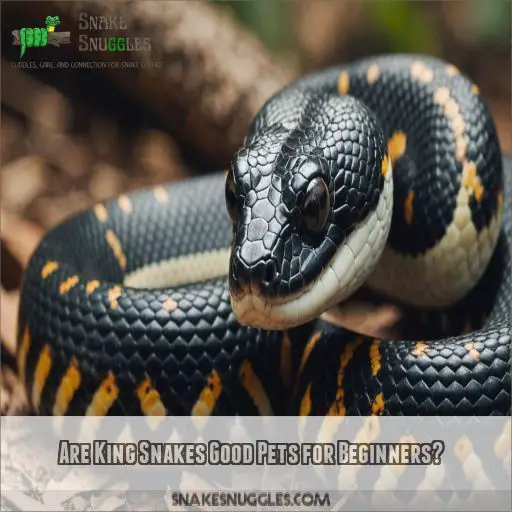 Are King Snakes Good Pets for Beginners