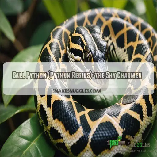 Ball Python (Python Regius): the Shy Charmer