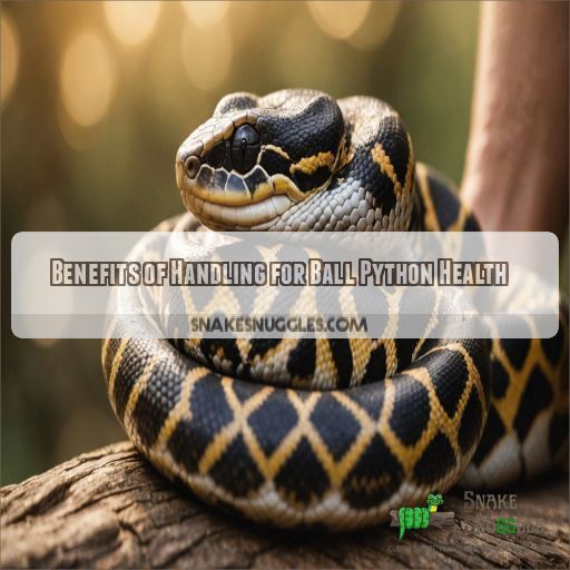 Benefits of Handling for Ball Python Health