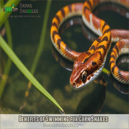 Benefits of Swimming for Corn Snakes