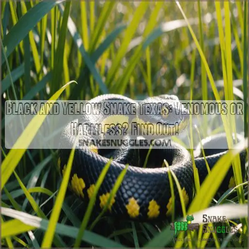 black and yellow snake texas