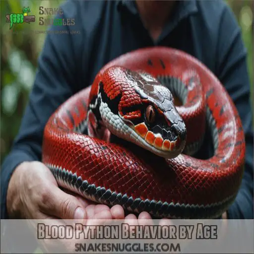 Blood Python Behavior by Age