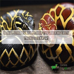 Blood Python Vs Ball Python