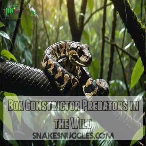 Boa Constrictor Predators in the Wild