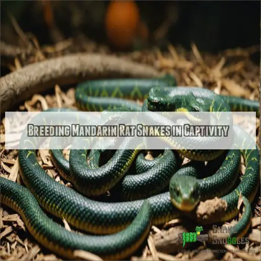 Breeding Mandarin Rat Snakes in Captivity