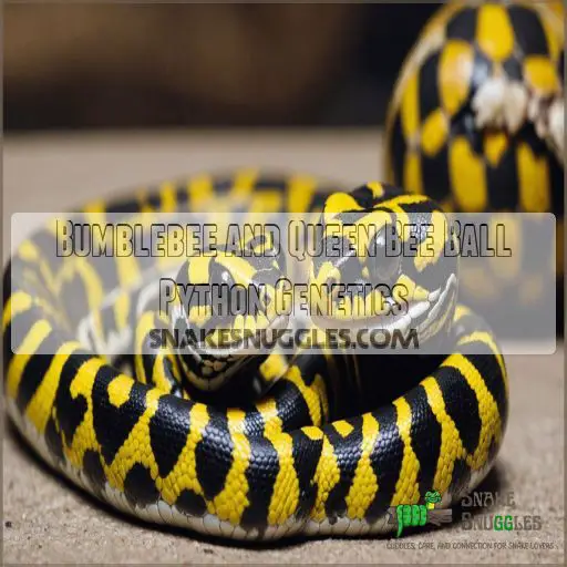 Bumblebee and Queen Bee Ball Python Genetics