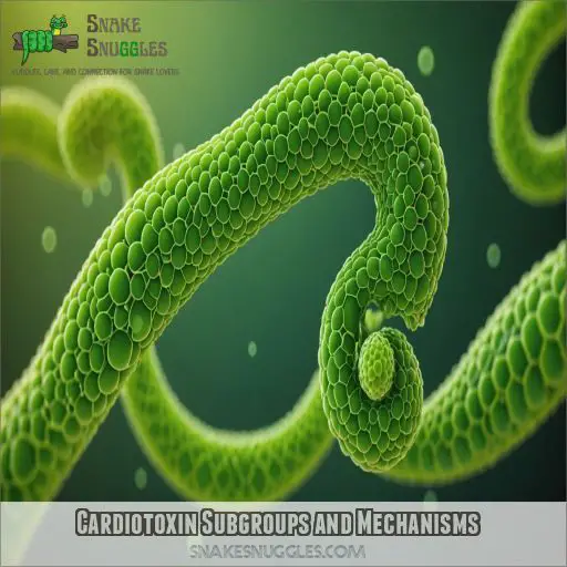 Cardiotoxin Subgroups and Mechanisms