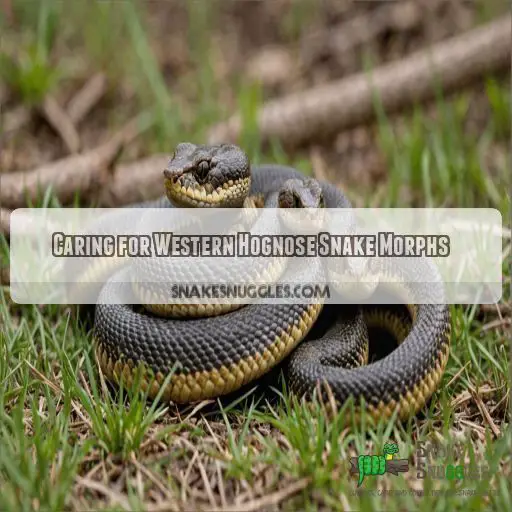 Caring for Western Hognose Snake Morphs