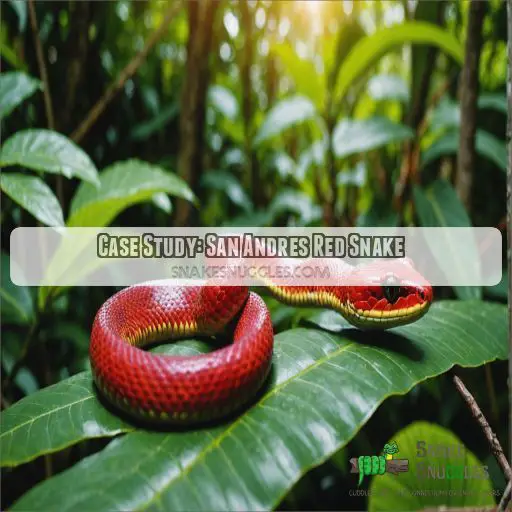 Case Study: San Andres Red Snake