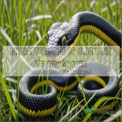 Characteristics of Black and Yellow Snakes