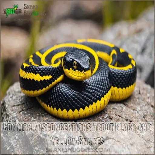 Common Misconceptions About Black and Yellow Snakes