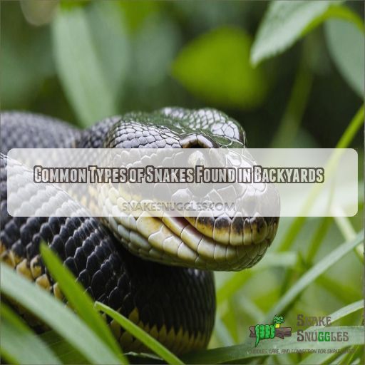 Common Types of Snakes Found in Backyards