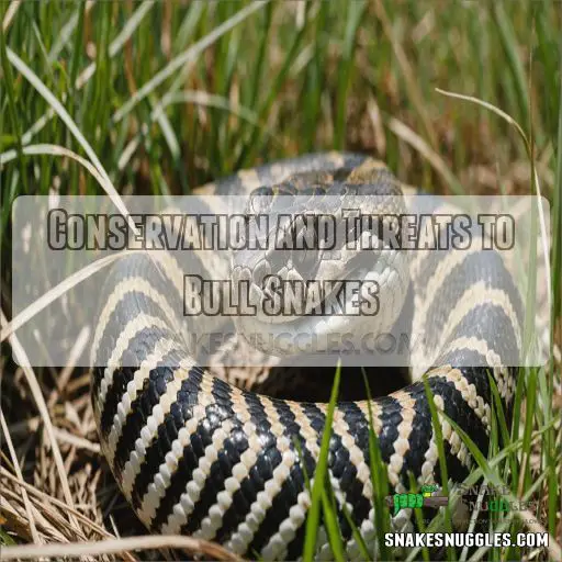 Conservation and Threats to Bull Snakes